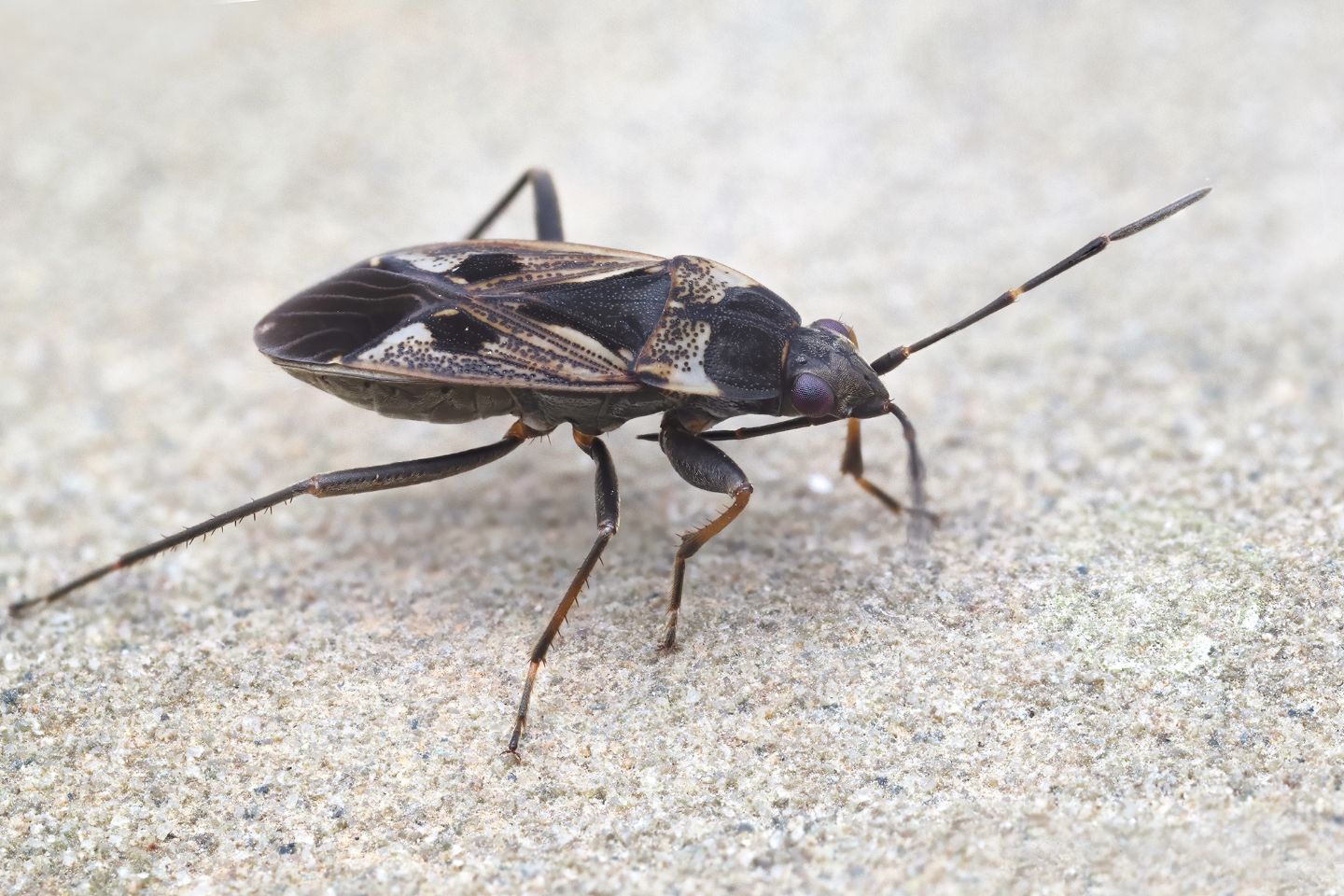 Lygaeidae: Rhyparochromus vulgaris?  S !